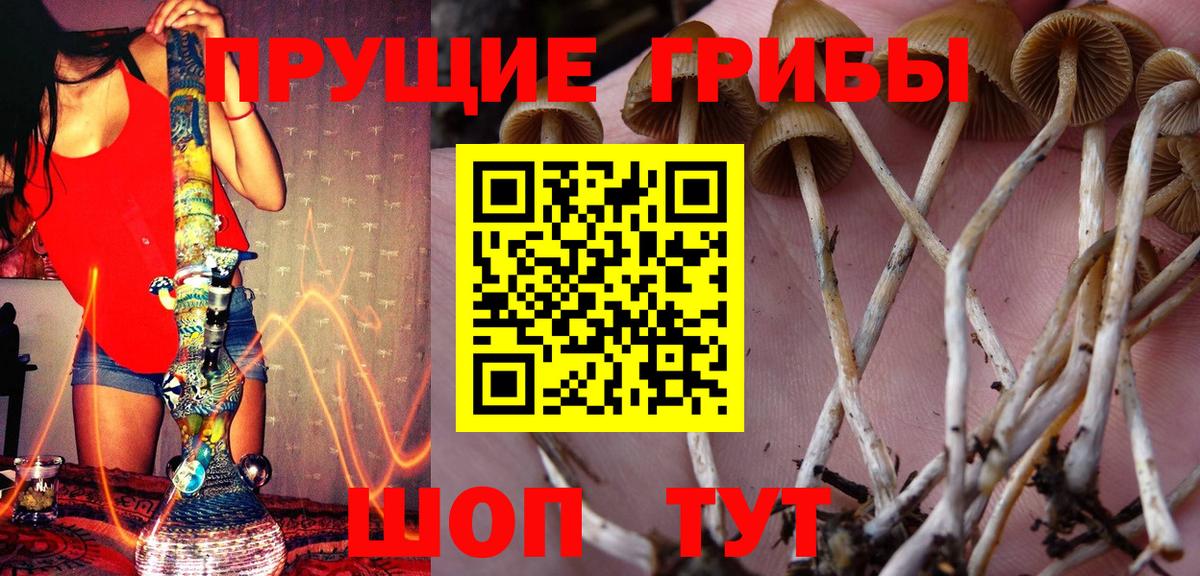Борисоглебск  магазин продажи   Вход с VPN  Псилоцибиновые грибы Psilocybine cubensis 